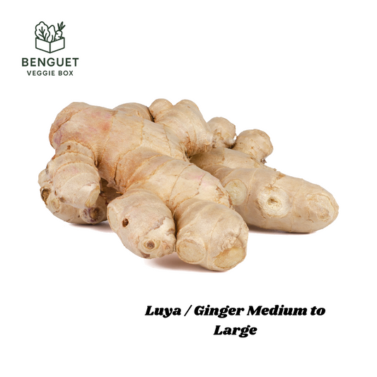 Fresh Benguet ginger root with light brown skin.