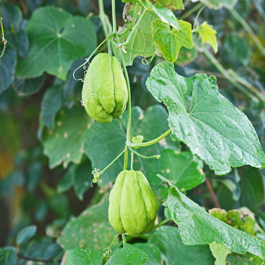 Crisp and healthy Sayote harvested from Benguet farms.