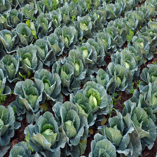 Healthy repolyo cabbage perfect for salads and stir-fries.