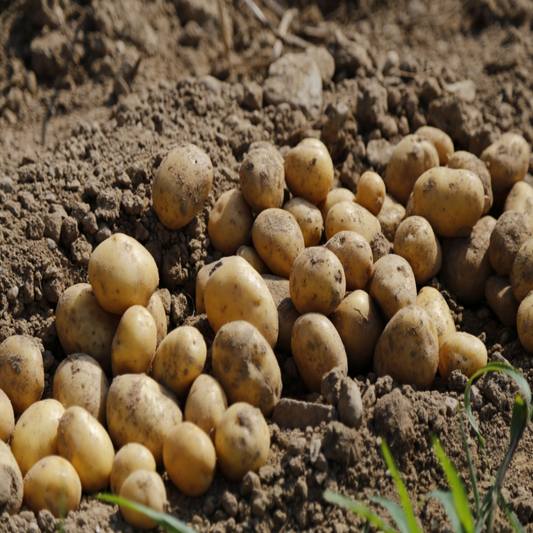 Farm-fresh potatoes from Benguet, perfect for any dish.